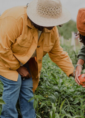 Data Collection Survey on ASEAN’S Initiatives For Strengthening Food Value Chain